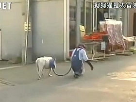 《猩猩狗狗大冒险》第一季:物种不限,狂欢不止